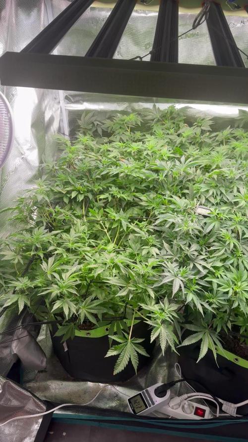 First indoor grow