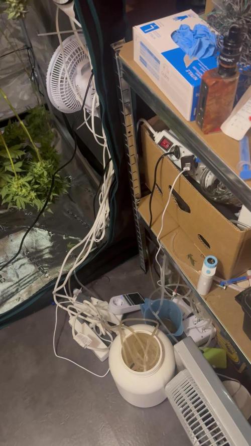 First indoor grow