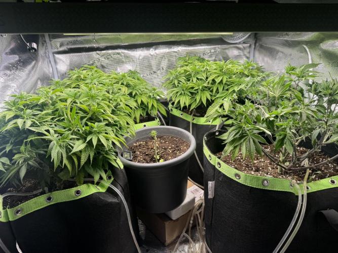 RQS White Widow 3Rd grow (low Budget). Week 2