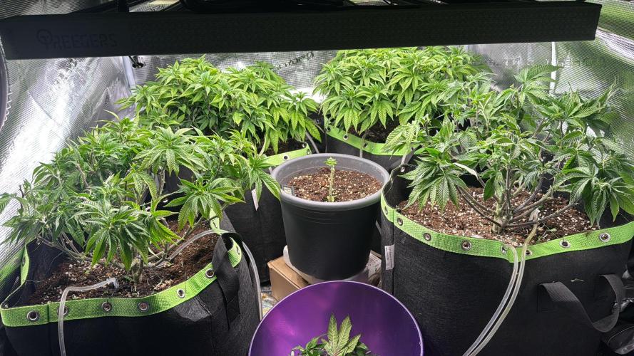 RQS White Widow 3Rd grow (low Budget). Week 2