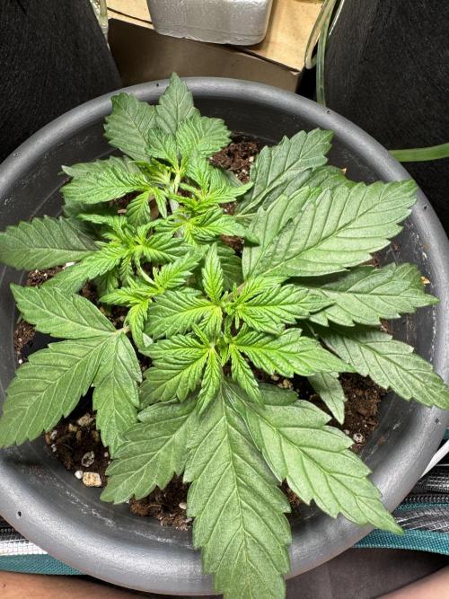 RQS White Widow 3Rd grow (low Budget). Week 4