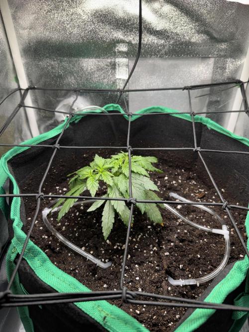 RQS White Widow 3Rd grow (low Budget). Week 4