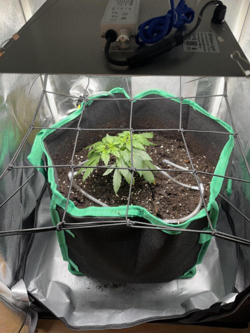 RQS White Widow 3Rd grow (low Budget). Week 4