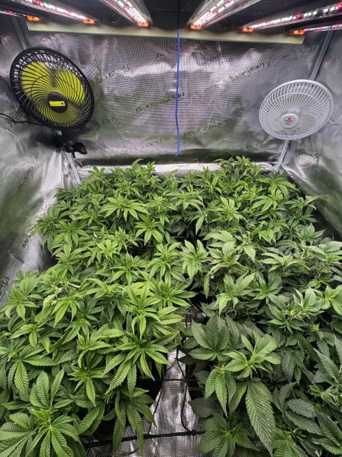 Second indoor grow!. Week 16