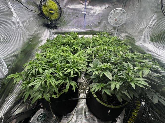 Second indoor grow!. Week 16