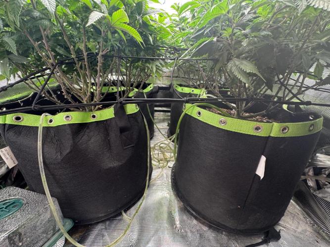 Second indoor grow!. Week 16