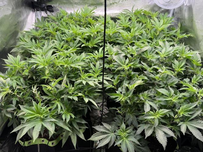 Second indoor grow!. Week 17