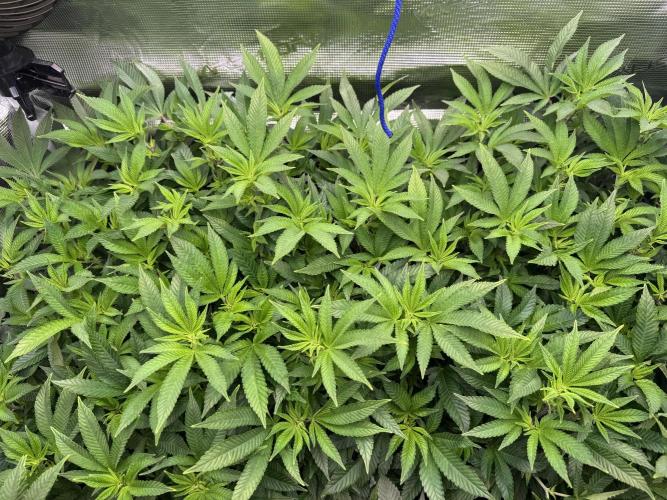 Second indoor grow!. Week 17