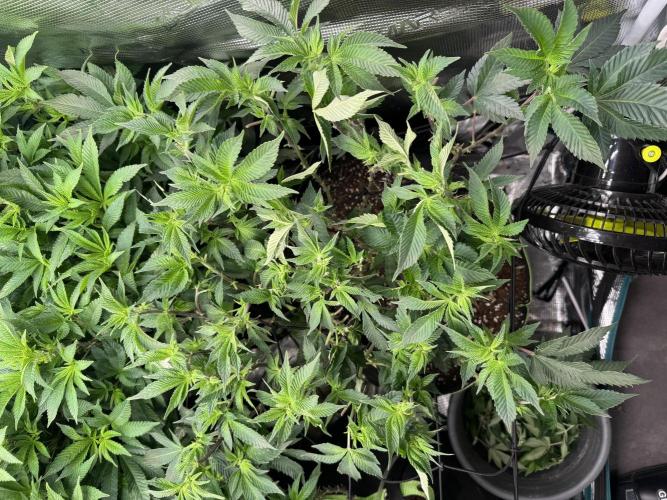 Second indoor grow!. Week 17