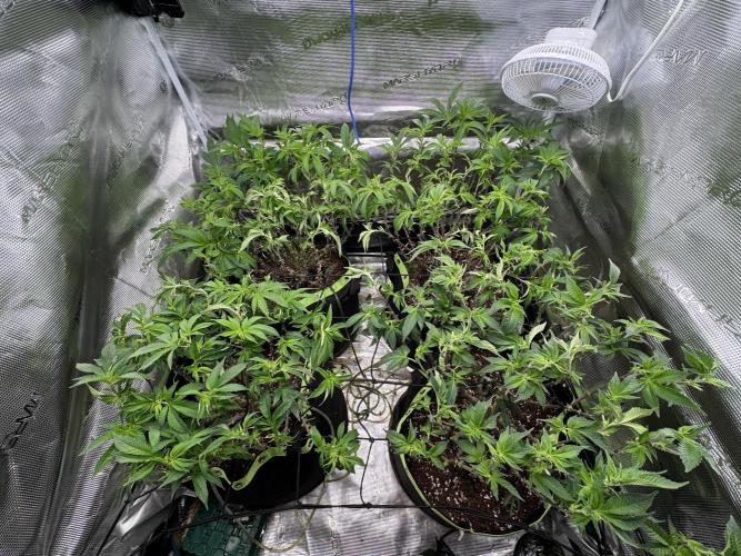 Second indoor grow!. Week 17