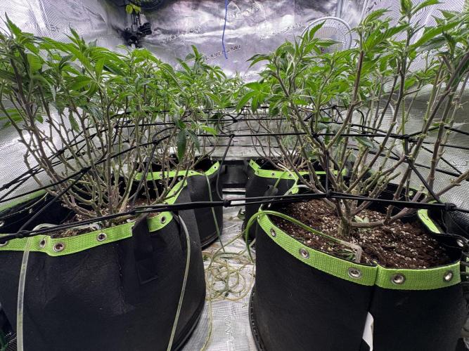 Second indoor grow!. Week 17