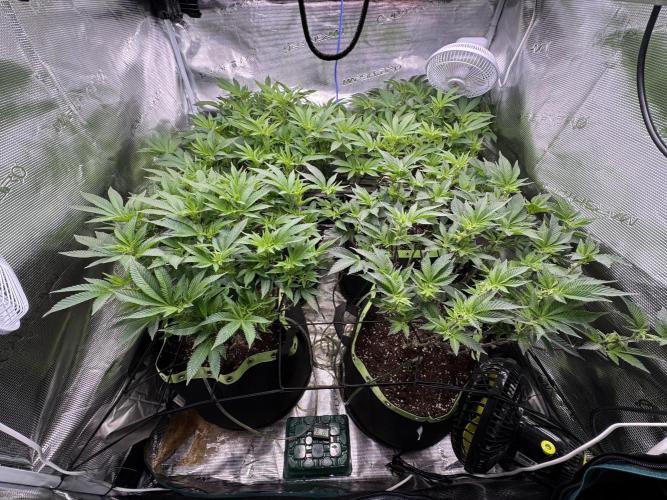 Second indoor grow!. Week 17