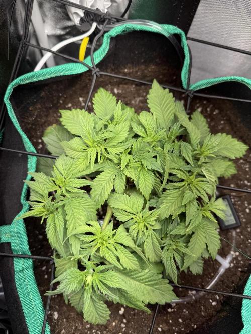 RQS White Widow 3Rd grow (low Budget). Week 6