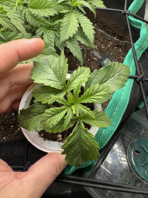 4th grow.Shining Silver Haze RQS. Week 1