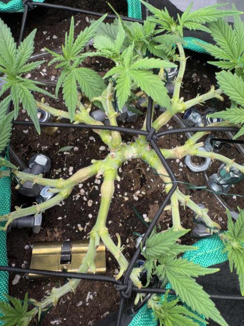 RQS White Widow 3Rd grow (low Budget). Week 7