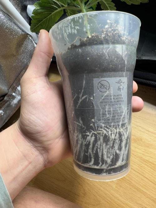 4th grow.Shining Silver Haze RQS. Week 2