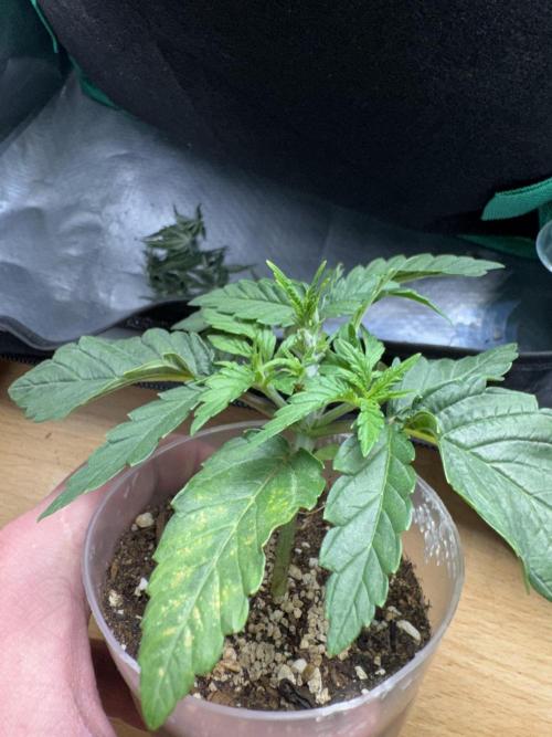 4th grow.Shining Silver Haze RQS. Week 2