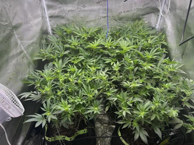 Second indoor grow!. Week 18