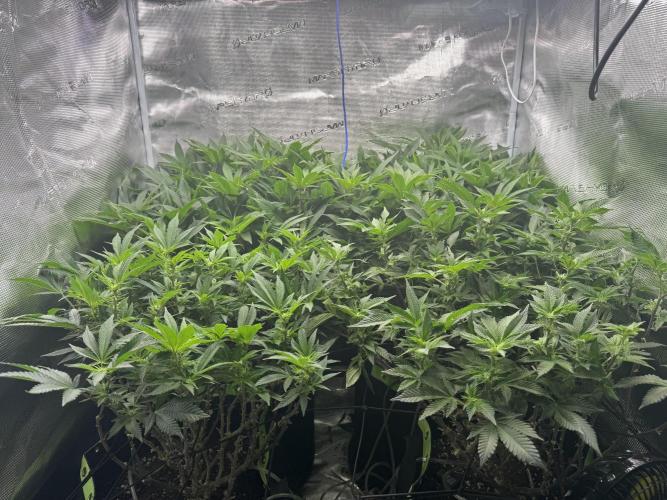 Second indoor grow!. Week 18