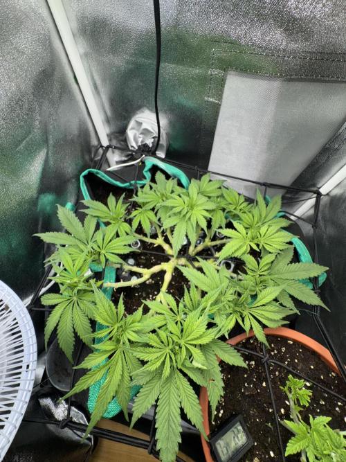 RQS White Widow 3Rd grow (low Budget). Week 8