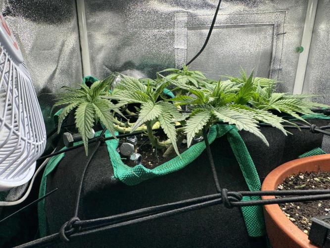 RQS White Widow 3Rd grow (low Budget). Week 8