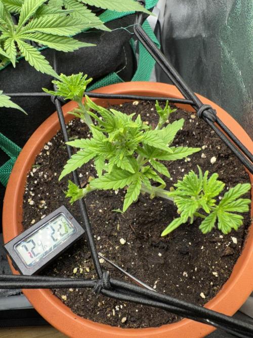 4th grow.Shining Silver Haze RQS. Week 3