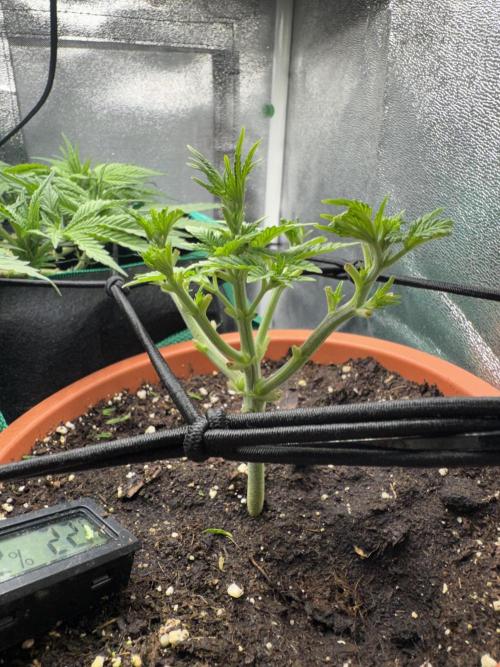 4th grow.Shining Silver Haze RQS. Week 3