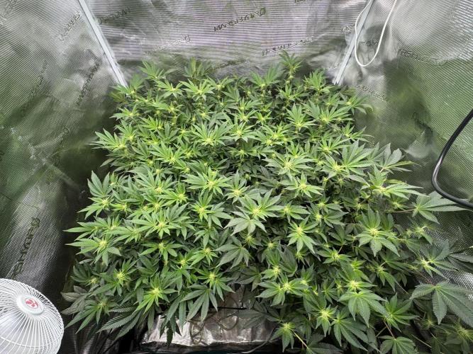 Second indoor grow!. Week 19