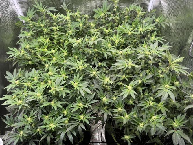 Second indoor grow!. Week 19