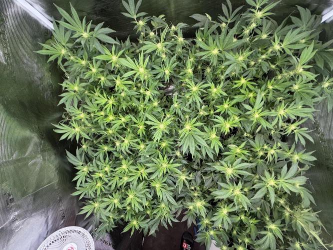 Second indoor grow!. Week 19