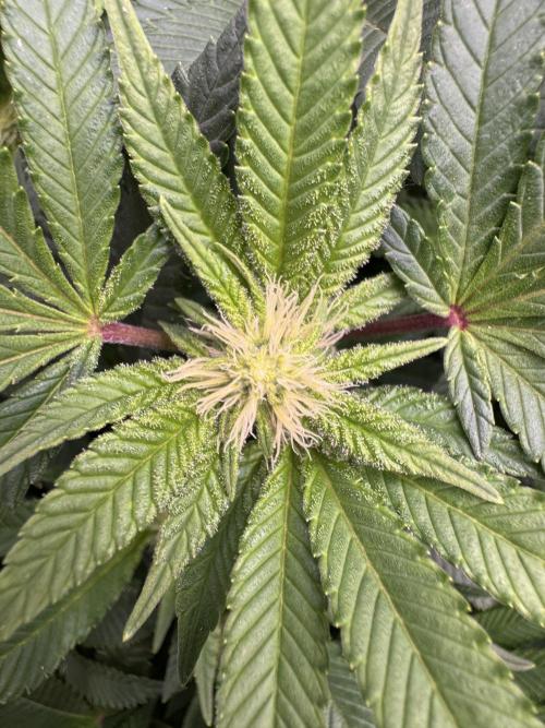 Second indoor grow!. Week 19