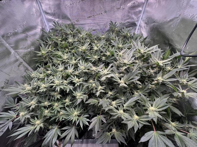 Second indoor grow!. Week 20