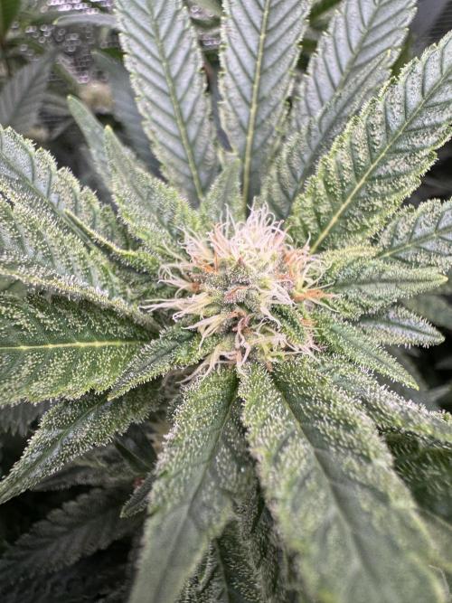 Second indoor grow!. Week 20