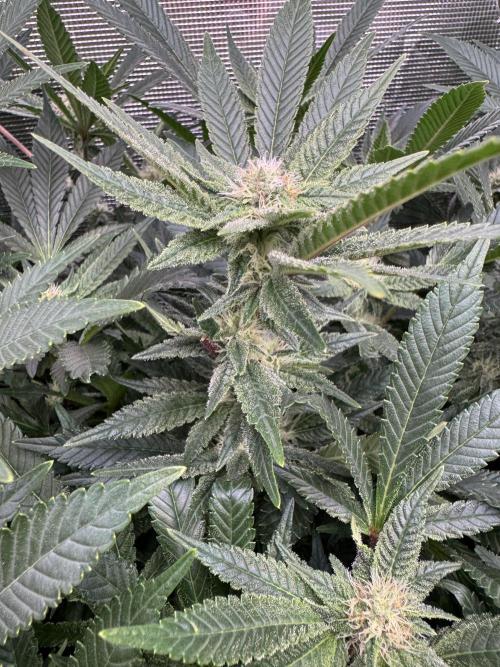 Second indoor grow!. Week 20