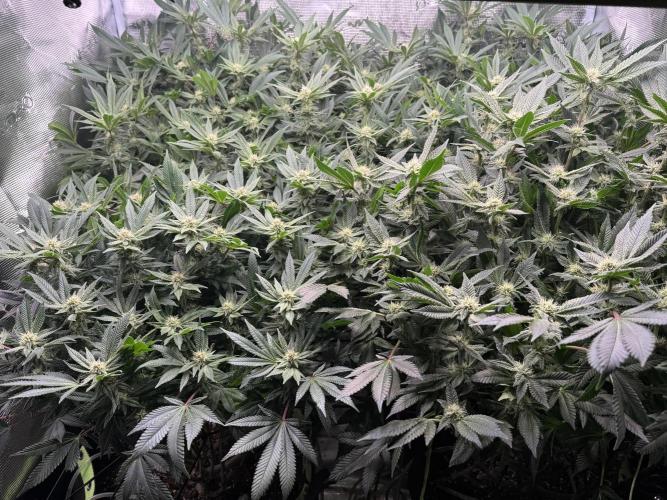 Second indoor grow!. Week 20