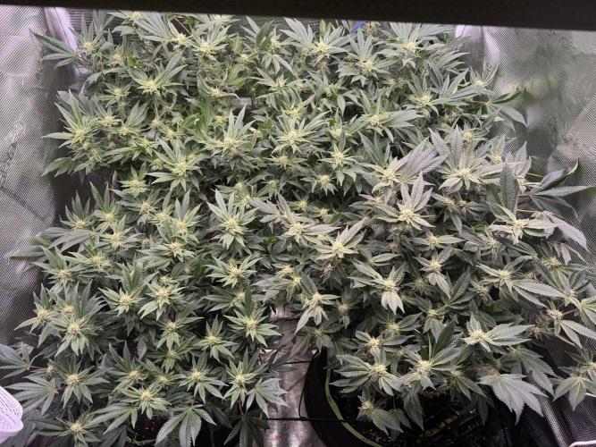 Second indoor grow!. Week 20