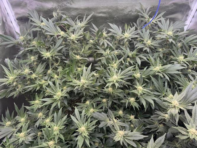 Second indoor grow!. Week 20