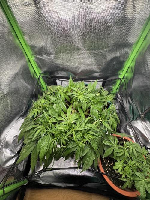 RQS White Widow 3Rd grow (low Budget). Week 9