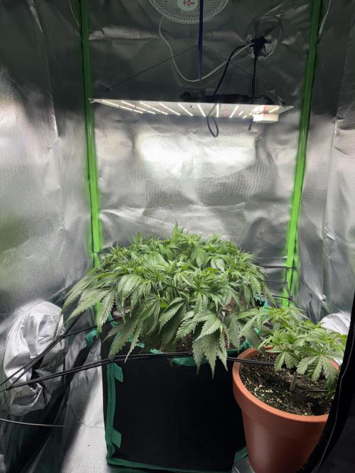 RQS White Widow 3Rd grow (low Budget). Week 9
