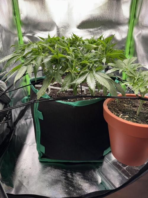 RQS White Widow 3Rd grow (low Budget). Week 9