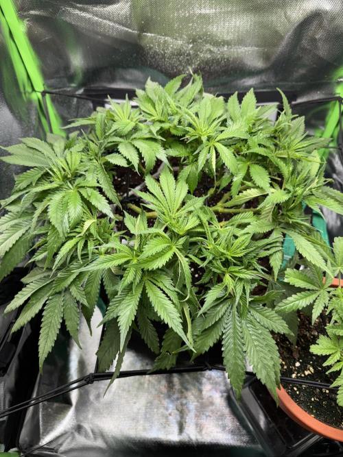 RQS White Widow 3Rd grow (low Budget). Week 9