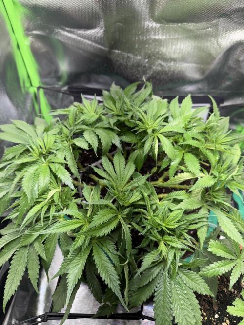 RQS White Widow 3Rd grow (low Budget). Week 9