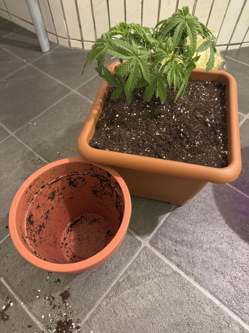 4th grow.Shining Silver Haze RQS. Week 4