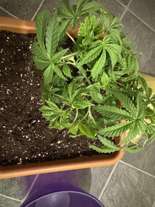 4th grow.Shining Silver Haze RQS. Week 4