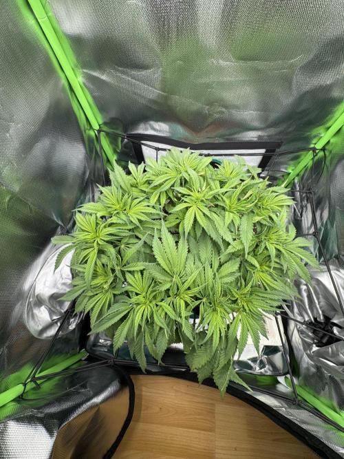 RQS White Widow 3Rd grow (low Budget). Week 10