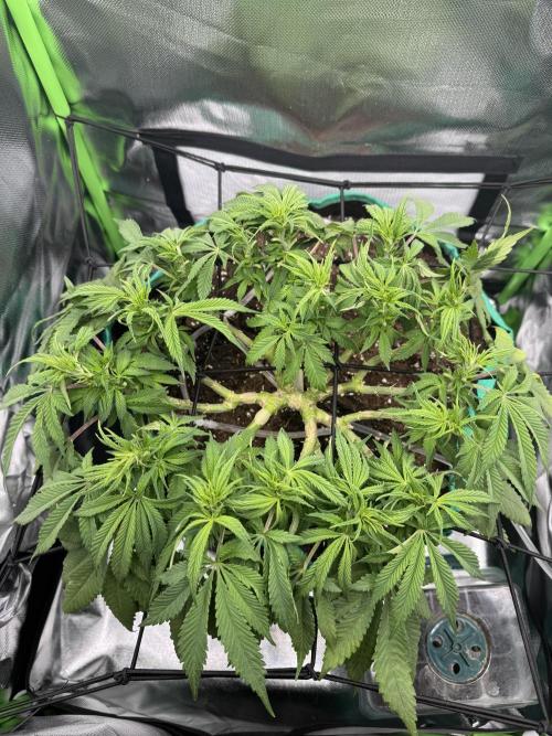 RQS White Widow 3Rd grow (low Budget). Week 10