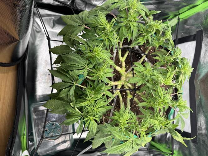 RQS White Widow 3Rd grow (low Budget). Week 10