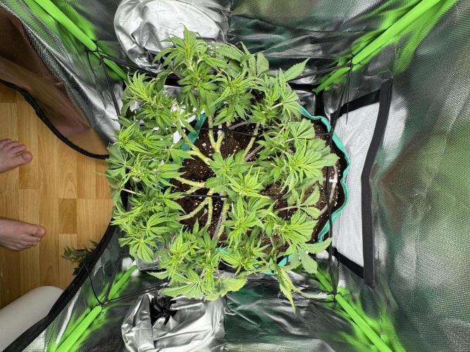 RQS White Widow 3Rd grow (low Budget). Week 10