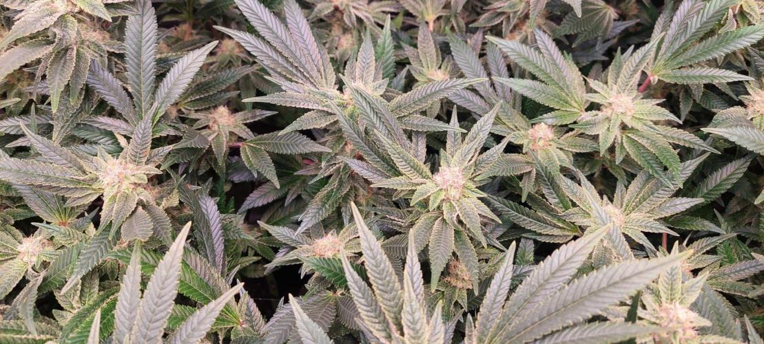 Second indoor grow!. Week 21