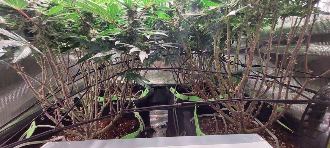 Second indoor grow!. Week 21